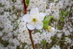 IMG_0127-1024x683